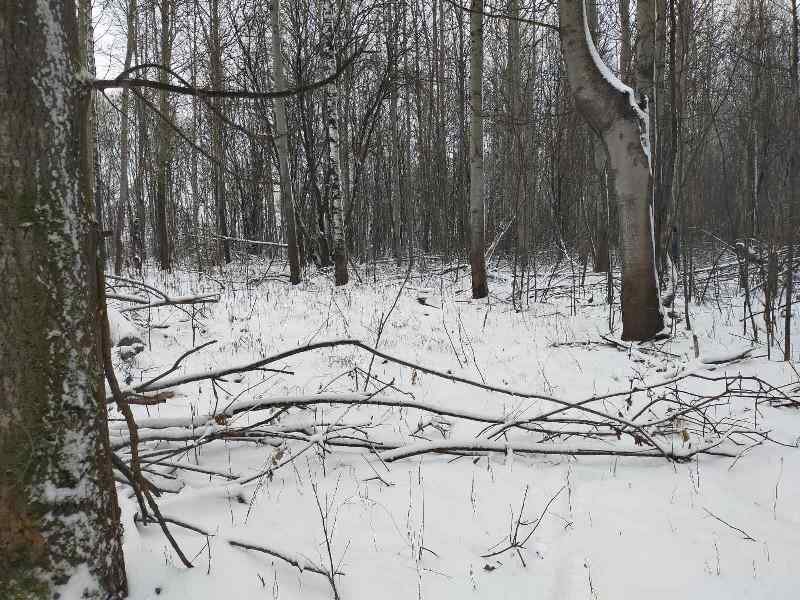 В Нижегородской области полицейские задержали подозреваемых  в незаконной рубке лесных насаждений